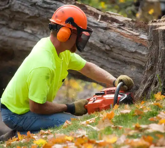 tree services Banks Springs